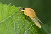 aziatisch lieveheersbeestje (harmonia axyridis) 6-2022 3718